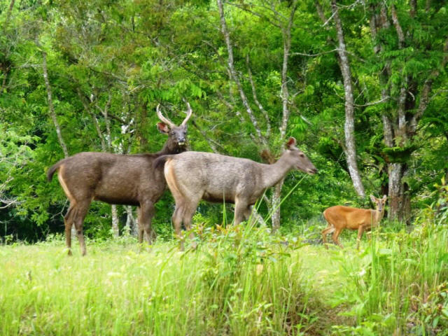 animal family standing in forest
