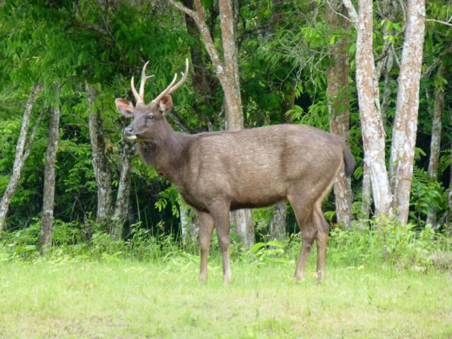 animal standing next to forest