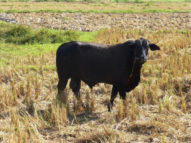 Black cow on field