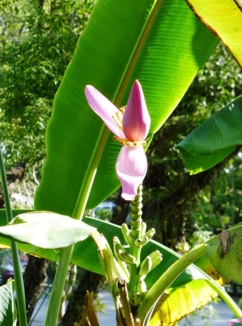 Chiang Mai motorcycle tour flower