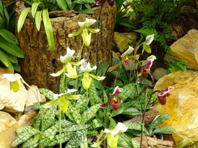 Chiang Rai tree stump and flowers
