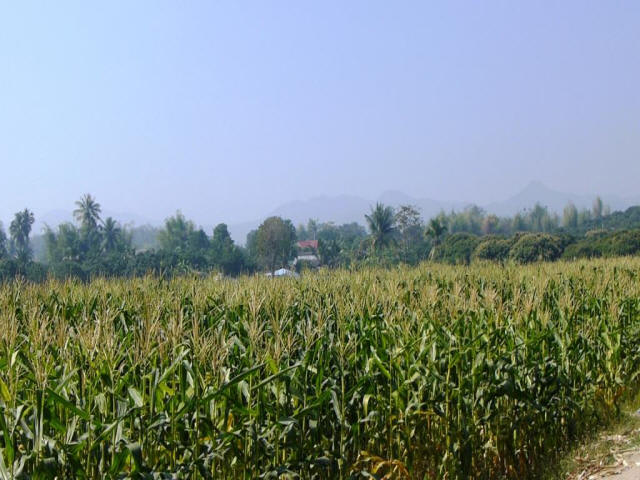 Thailand Chiang Mai farming corn field
