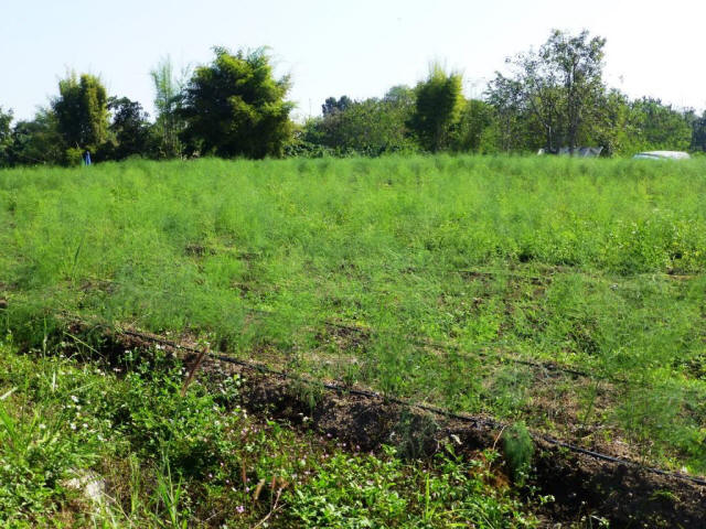 Thailand Chiang Mai farming field growing