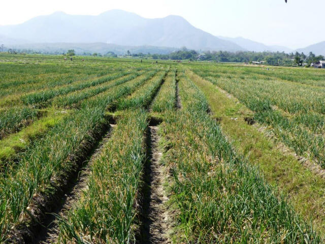 Thailand Chiang Mai farming field grown
