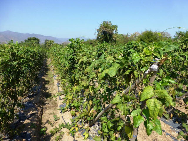 Thailand Chiang Mai farming field with high rise plants