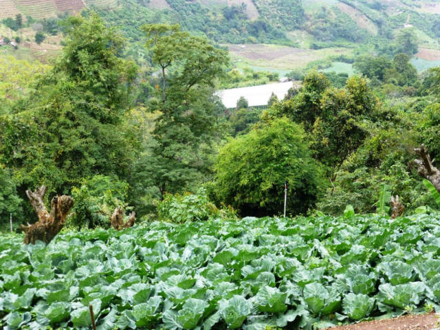 Thailand Chiang Mai farming field hill trees