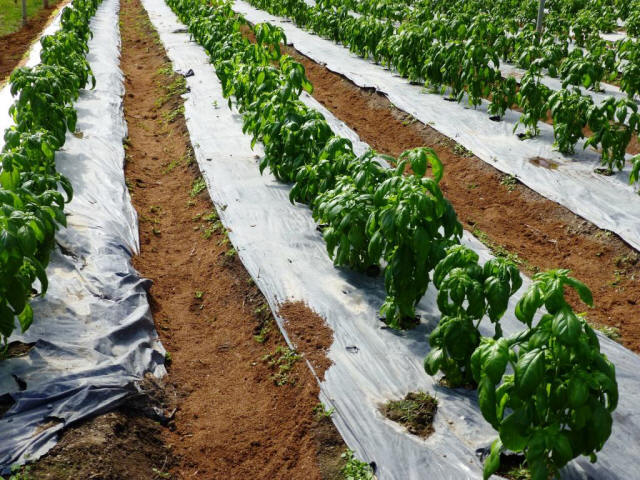 Thailand Chiang Mai farming growing field white plastic