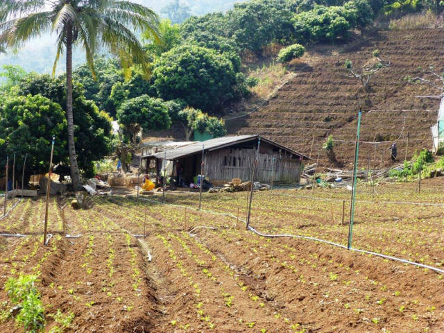 Farming hut and palm tree