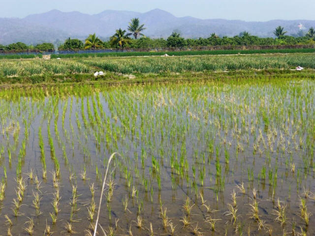 Thailand Chiang Mai farming rice field
