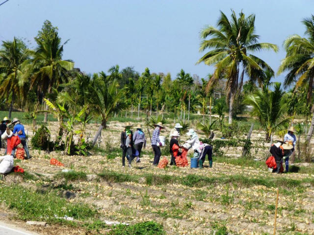 Thailand Chiang Mai farming workers and palm trees