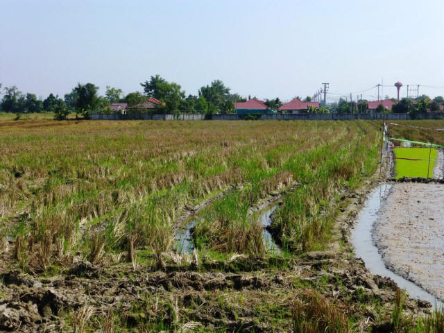 Chiang Mai field