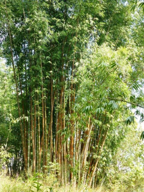 huge bamboo at Bhuping Palace