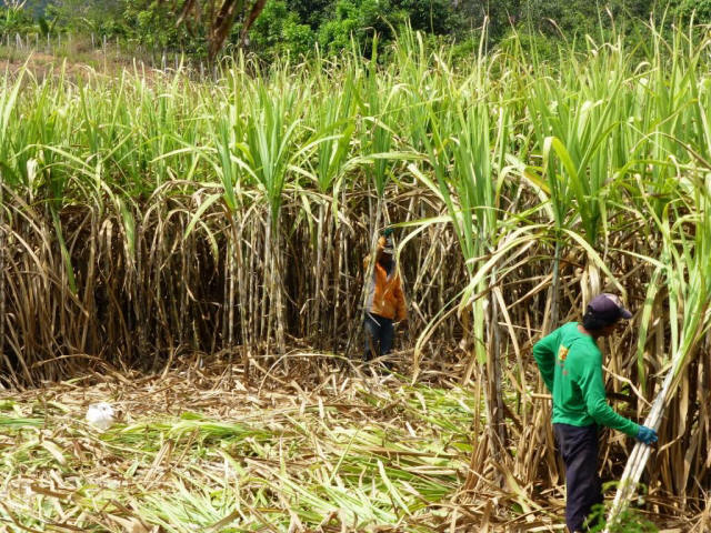 Khan Yai bamboo field workers