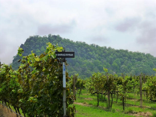 Khan Yai more grapes shiraz