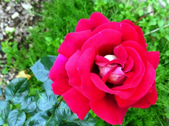 Red Rose at Bhuping Palace