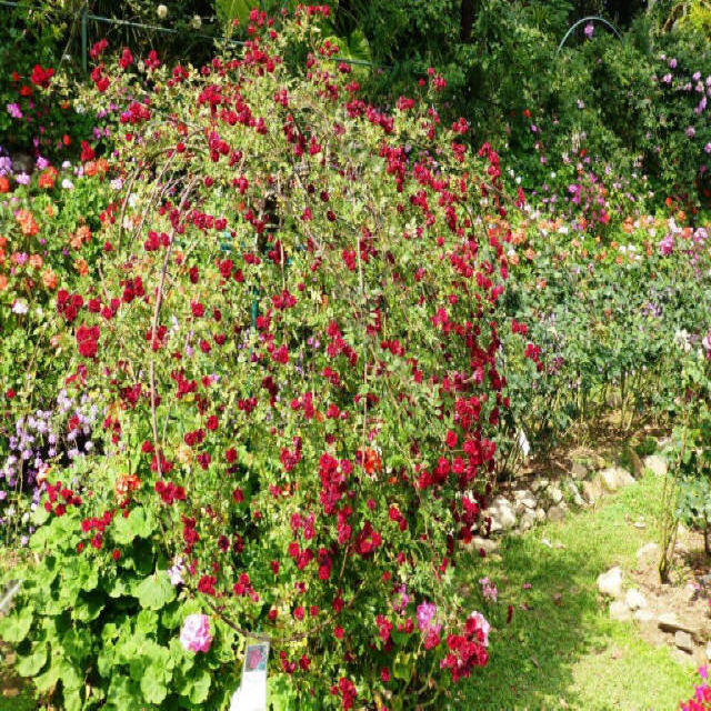 Rose bush at Bhuping Palace
