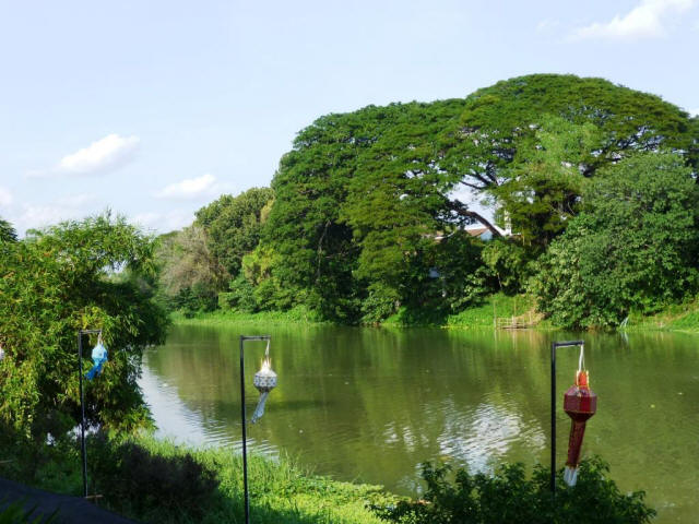 Velo tour pond with a big tree