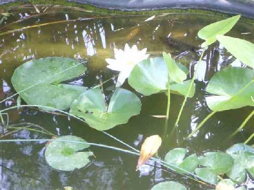 House Suhr little pond close-up