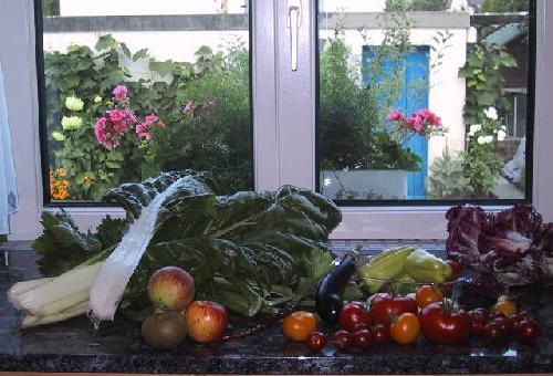 House Suhr vegetables on kitchen counter from front close
