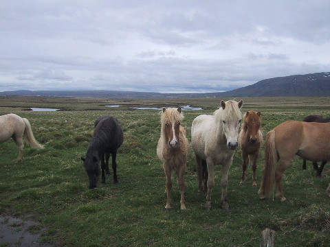 Iceland horses on field