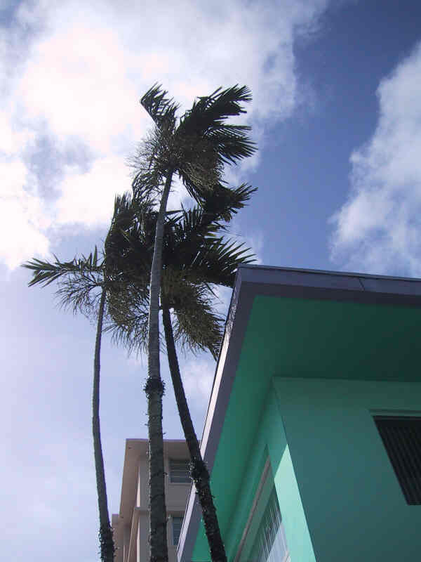 Fort Lauderdale Palm next to hotel