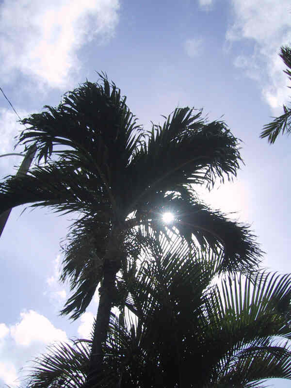 Fort Lauderdale Palm free standing