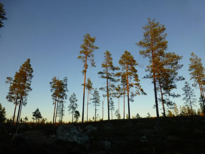Stuga multiple high trees forest