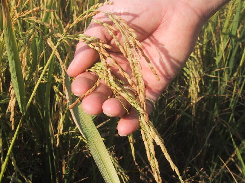 Thailand VTSP barley in hand