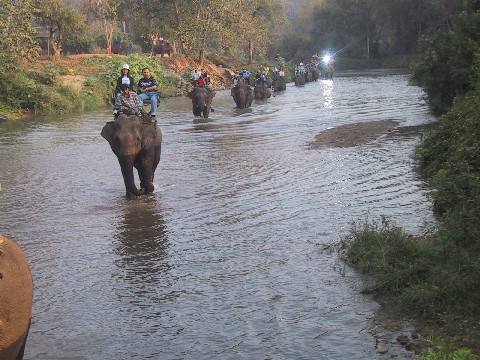 Thailand VTSP Elephants in row walking through river