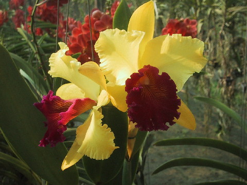 Thailand VTSP flowers yellow and red
