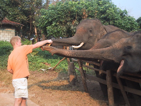 Thailand VTSP Stefan feeding elephants